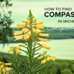 Compass Plant in Michigan for Sale