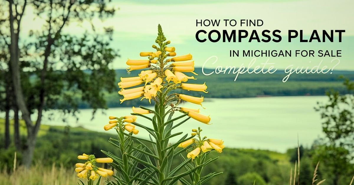 Compass Plant in Michigan for Sale