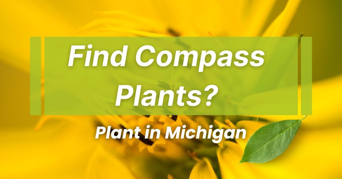 How to Find Compass Plants in Michigan for Sale Online